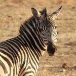 Tanzania Zebra