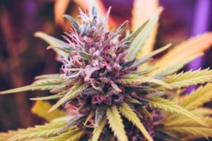 Cannabis Business Hosts Conference Calls