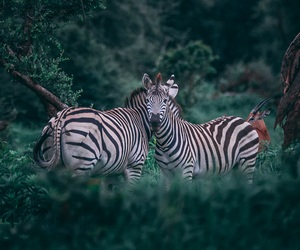 Two Botswana Zebra