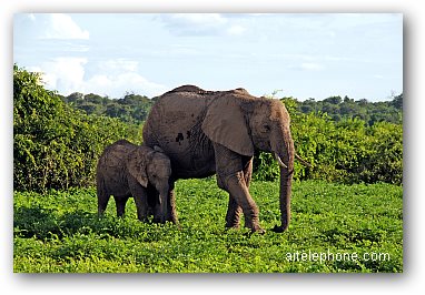 Mother and baby elephant, Botwana, Africa