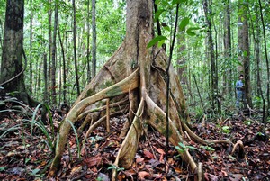 Brunei Natural Forest call forwarding