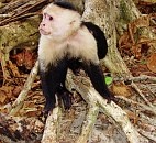 Costa Rica Jungle Monkey