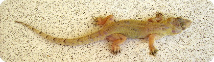 Dominica Call Forwarding House Gecko