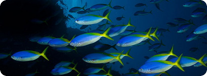 Fiji Call Forwarding Snorkle