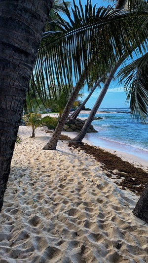 Hastings Beach, Barbados Conference Calls