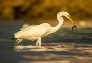 Wildlife Montego Bay, Jamaica