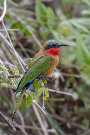 Murchison Falls National Park, Lolim, Uganda
