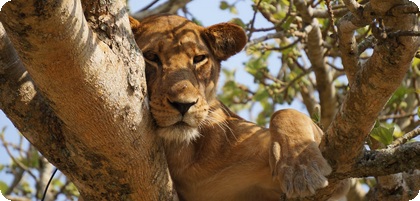 Uganda Lion in Tree | Uganda Call Forwarding