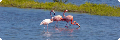 Turk & Caicos call forwarding phone number
