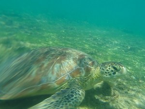 Mayotte Turtle phone number call forwarding