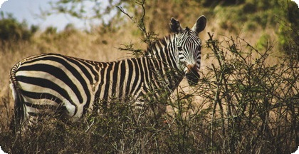 National Park Nairobi Kenya call forwarding